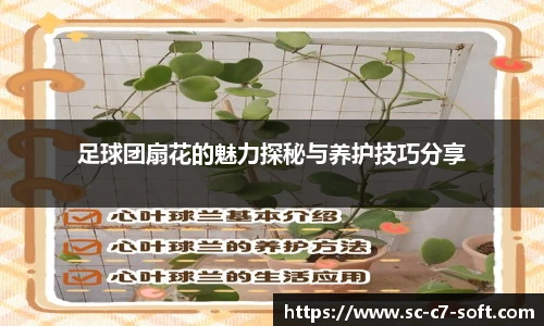足球团扇花的魅力探秘与养护技巧分享